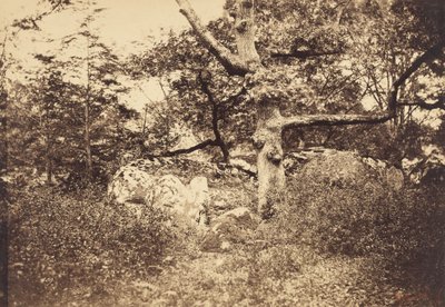 Gnarled Oak Tree near l
