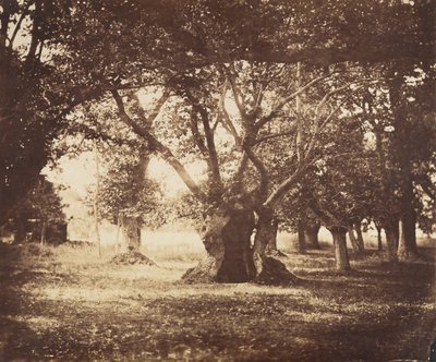Hollow Oak Tree, Fontainebleau by Gustave Le Gray