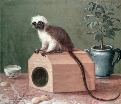 The Favourite Monkey of Carl Linnaeus by Gustavus Hesselius