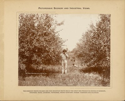 Apple Orchard, Near Cedar Gap, Missouri by H. C. Townsend