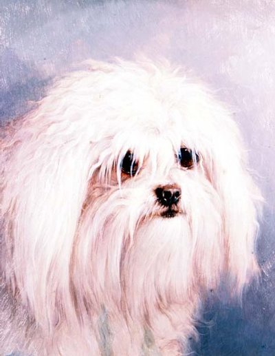 Maltese Terrier by H. Morley Park