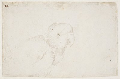 Budgerigar by Hans Baldung Grien