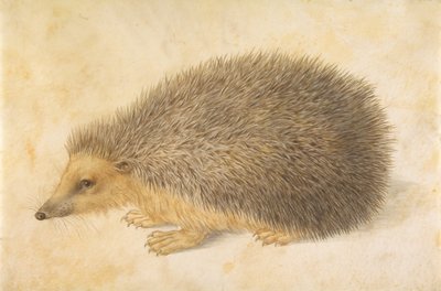 A Hedgehog by Hans Hoffmann