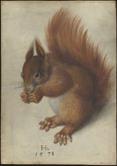 Red Squirrel by Hans Hoffmann