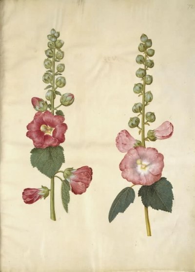 Alcea Rosea (Garden Hollyhock) by Hans Simon Holtzbecker