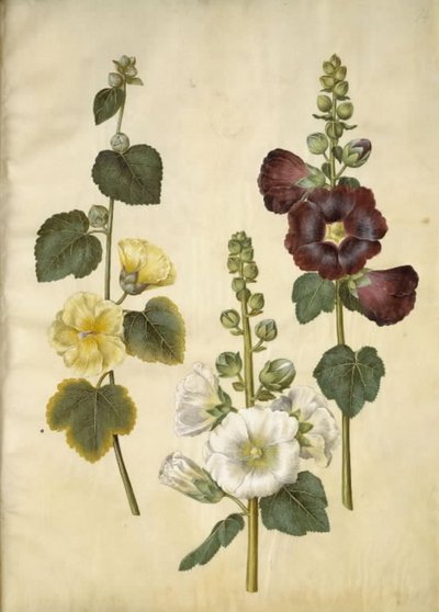 Hollyhock by Hans Simon Holtzbecker
