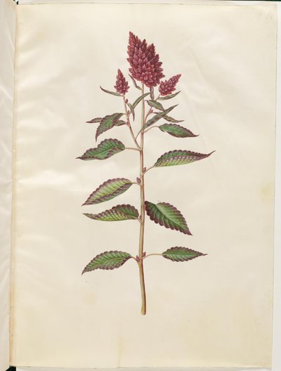 Amaranthus Cruentus (Red Amaranth) by Hans Simon Holtzbecker