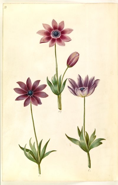 Anemone pavonina (Peacock Anemone) by Hans Simon Holtzbecker