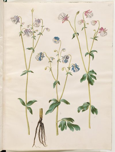 Aquilegia vulgaris by Hans Simon Holtzbecker