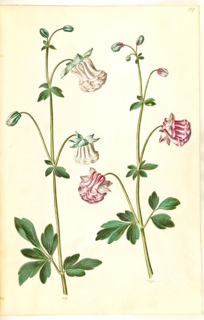 Aquilegia vulgaris (Common Columbine) by Hans Simon Holtzbecker