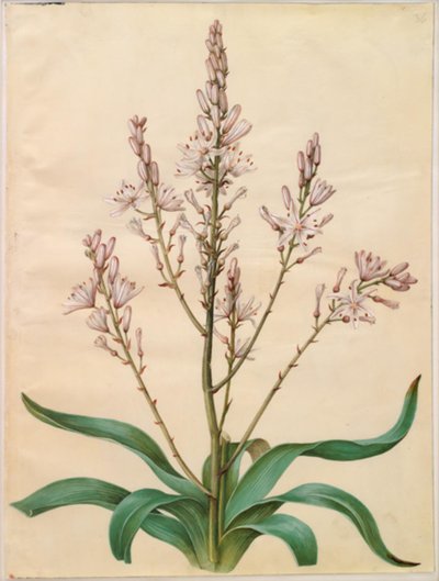 Asphodelus ramosus (Branched Asphodel) by Hans Simon Holtzbecker