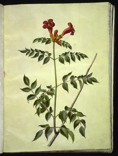 Campsis Radicans (Common Trumpet Vine) by Hans Simon Holtzbecker