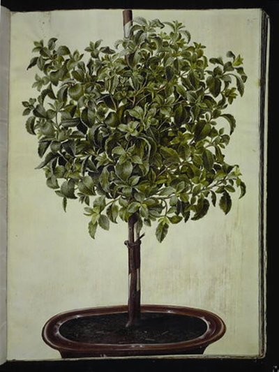 Cistus creticus by Hans Simon Holtzbecker
