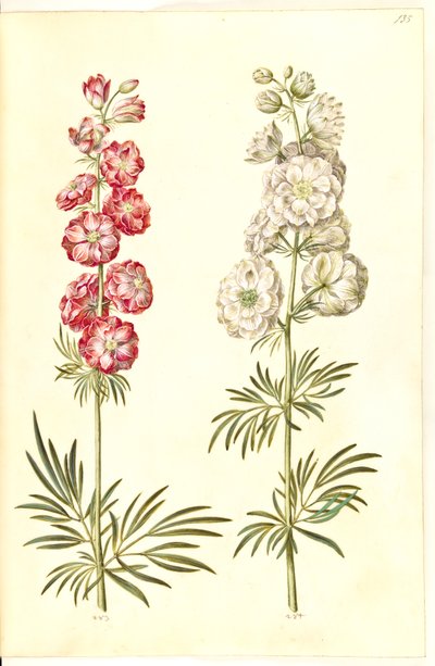 Consolida ajacis (Garden Larkspur) by Hans Simon Holtzbecker