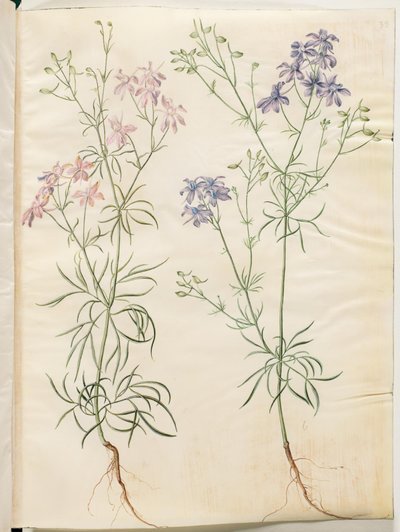 Consolida regalis (Field Larkspur) by Hans Simon Holtzbecker