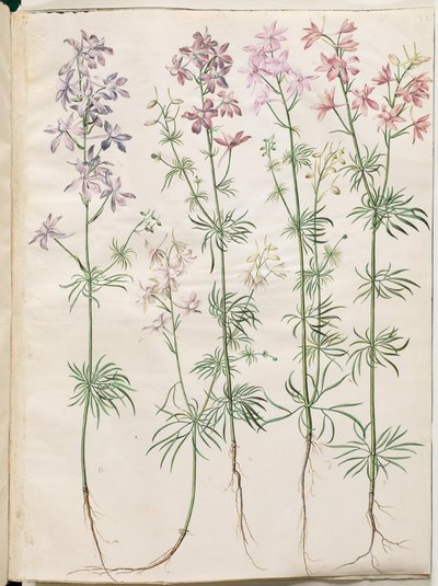 Consolida regalis (forking larkspur) by Hans Simon Holtzbecker