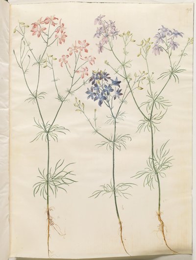Consolida regalis (Corn-Ridderspore) by Hans Simon Holtzbecker