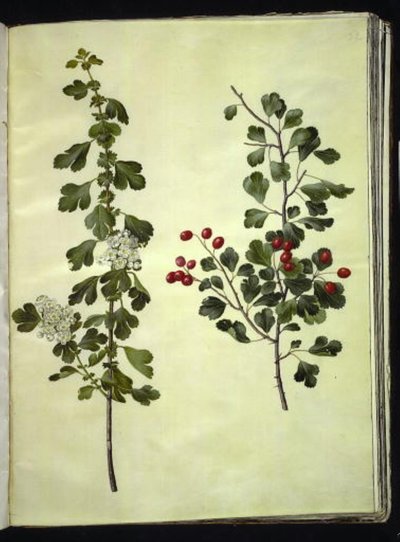 Crataegus laevigata (Common Hawthorn) by Hans Simon Holtzbecker
