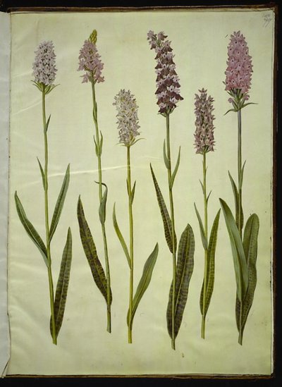 Dactylorhiza maculata (Spotted Orchid) by Hans Simon Holtzbecker