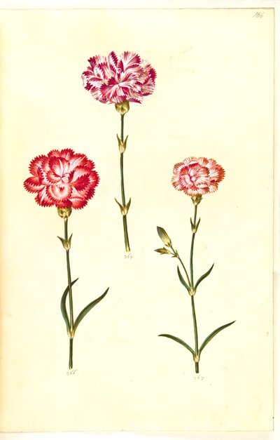 Dianthus Caryophyllus (Carnation) by Hans Simon Holtzbecker