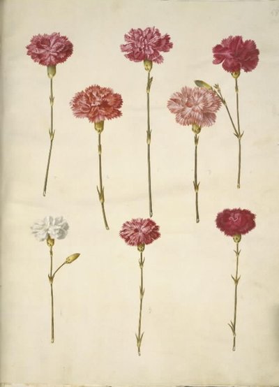 Dianthus caryophyllus (Carnation) by Hans Simon Holtzbecker