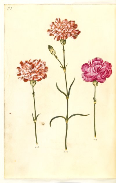 Dianthus caryophyllus (carnation) by Hans Simon Holtzbecker