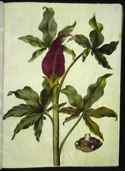 Dracunculus vulgaris (Common Dragon Arum) by Hans Simon Holtzbecker