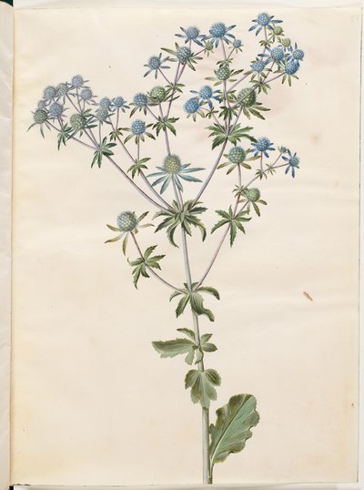 Eryngium planum (sea holly) by Hans Simon Holtzbecker