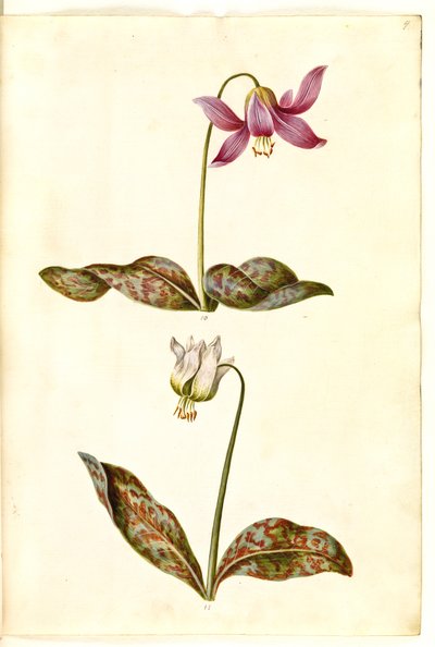 Erythronium Dens-canis (Dog