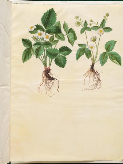 Fragaria Vesca (Wild Strawberry) by Hans Simon Holtzbecker