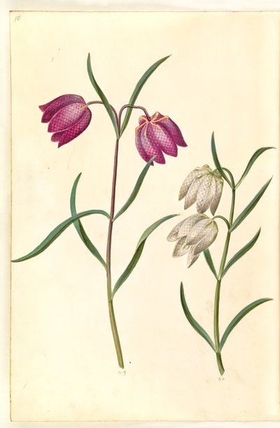 Fritillaria Meleagris (Common Snake
