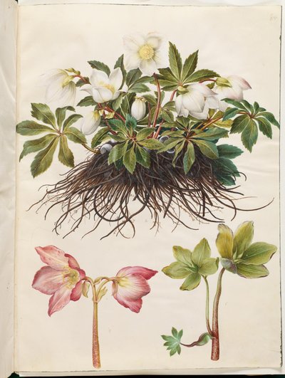 Helleborus niger (Christmas Rose) by Hans Simon Holtzbecker