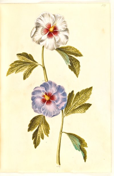 Hibiscus syriacus (Syrian Rose) by Hans Simon Holtzbecker