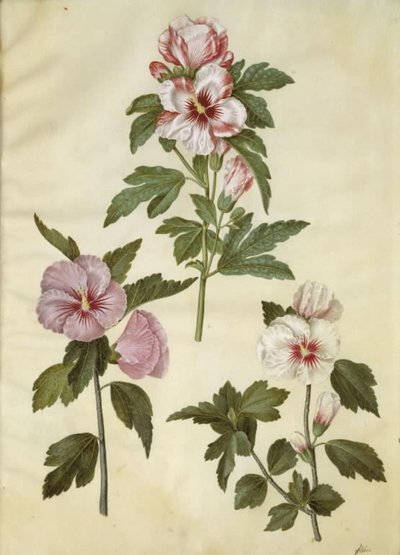 Hibiscus Syriacus by Hans Simon Holtzbecker