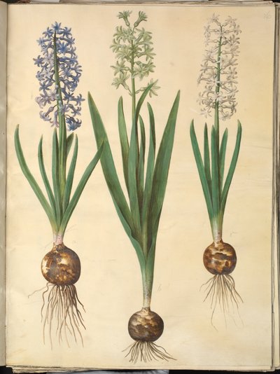 Hyacinthus Orientalis (Common Hyacinth) by Hans Simon Holtzbecker