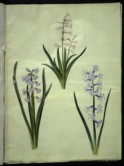 Hyacinthus orientalis (Common Hyacinth) by Hans Simon Holtzbecker
