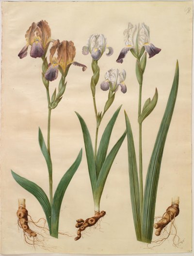 Iris ×sambucina; Iris ×amoena by Hans Simon Holtzbecker
