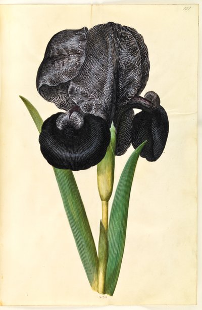 Iris susiana (Mourning Iris) by Hans Simon Holtzbecker