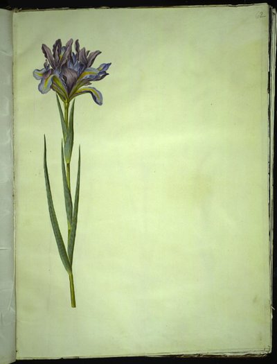 Iris xiphium (Spanish iris) by Hans Simon Holtzbecker