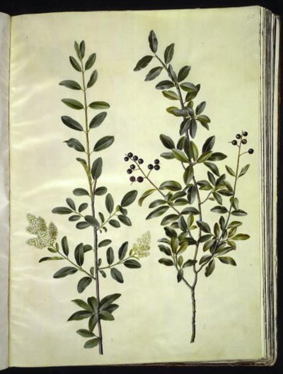 Ligustrum Vulgare (Common Privet) by Hans Simon Holtzbecker