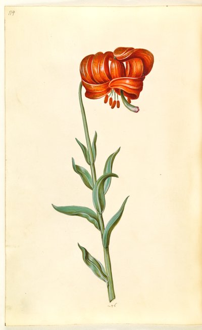 Lilium Chalcedonicum (Red Turk