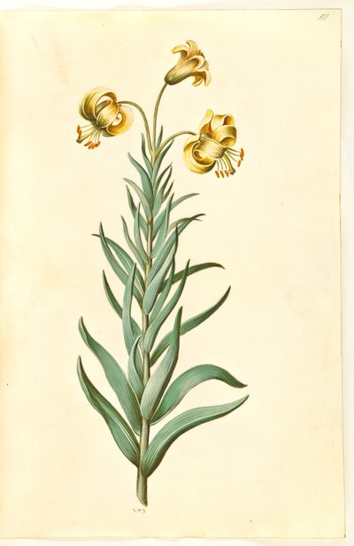 Lilium pyrenaicum (Pyrenean Lily) by Hans Simon Holtzbecker