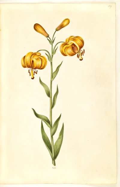 Lilium pyrenaicum (Pyrenean Lily) by Hans Simon Holtzbecker