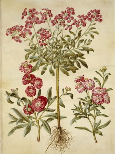 Matthiola incana (Stock) by Hans Simon Holtzbecker