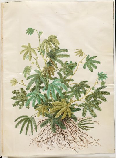 Mimosa polydactyla (Many-fingered Mimosa) by Hans Simon Holtzbecker