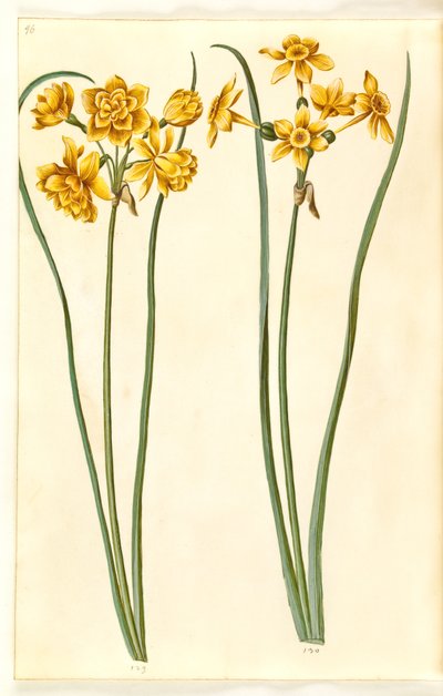 Narcissus Jonquilla by Hans Simon Holtzbecker