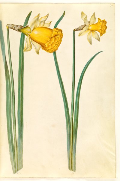 Narcissus pseudonarcissus (Daffodil) by Hans Simon Holtzbecker