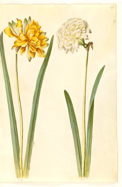 Narcissus pseudonarcissus (Daffodil) by Hans Simon Holtzbecker