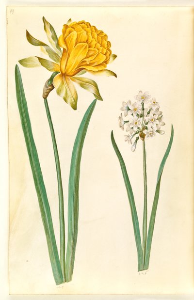 Narcissus pseudonarcissus (Daffodil); Narcissus tazetta (Tazetta) by Hans Simon Holtzbecker
