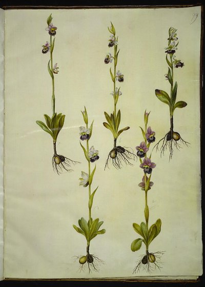 Ophrys fuciflora (Bee Orchid) by Hans Simon Holtzbecker